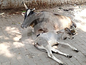 A domesticated cow and her calf are sitting on the ground.