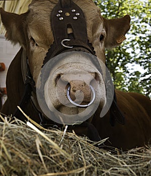 Domesticated cow with nose ring photo