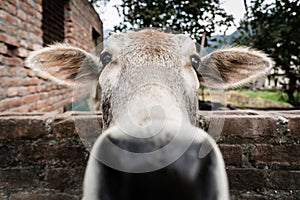 Domesticated Cow (Rishikesh, India)