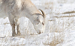 Domesticated, Curious, & Charismatic Goat Capra aegagrus hircus Browsing in a Field After a Snowstorm