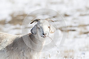 Domesticated, Curious, & Charismatic Goat Capra aegagrus hircus Browsing in a Field After a Snowstorm