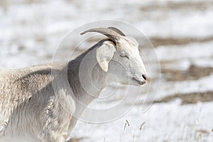 Domesticated, Curious, & Charismatic Goat Capra aegagrus hircus Browsing in a Field After a Snowstorm