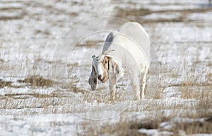 Domesticated, Curious, & Charismatic Goat Capra aegagrus hircus Browsing in a Field After a Snowstorm