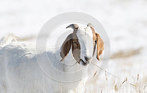 Domesticated, Curious, & Charismatic Goat Capra aegagrus hircus Browsing in a Field After a Snowstorm