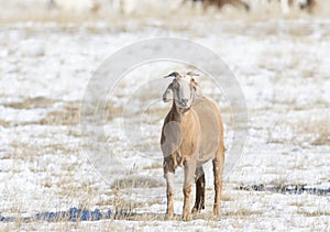 Domesticated, Curious, & Charismatic Goat Capra aegagrus hircus Browsing in a Field After a Snowstorm