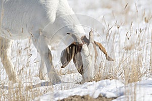 Domesticated, Curious, & Charismatic Goat Capra aegagrus hircus Browsing in a Field After a Snowstorm