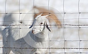 Domesticated, Curious, & Charismatic Goat Capra aegagrus hircus Browsing in a Field After a Snowstorm