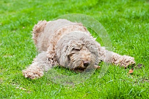 Domesticated dog eating a tasty bone out in the grass