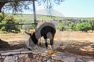 Domesticated donkey eating orange fruits