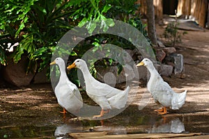Domesticated ducks