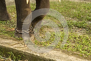 A domesticated elephant leg tied with chain. Concept of animal abuse. Selective focus