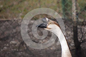 Domesticated form of the swan goose Anser cygnoides.