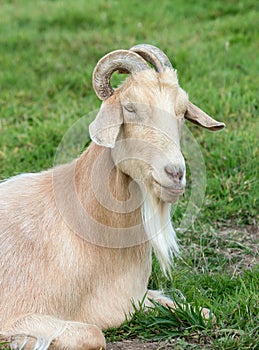 Domesticated Goat
