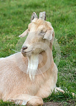 Domesticated Goat