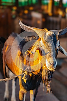 Domesticated goat ram male head warm light sunset Caribbean portrait