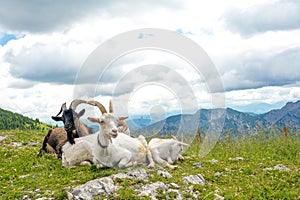 Domesticated goats resting in nature surrounded with mountains, Bavaria, Germany