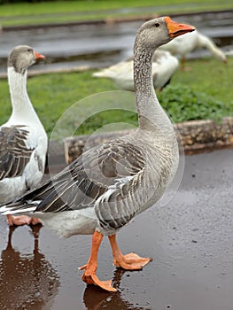 domesticated goose water bird with beautiful plumage