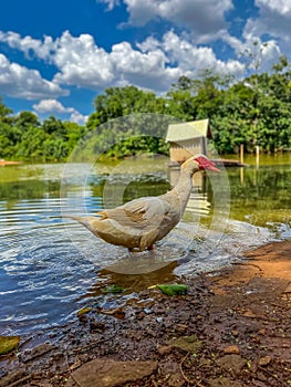 domesticated goose water bird with beautiful plumage