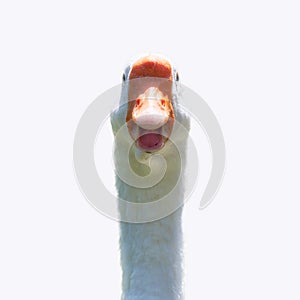 Domesticated grey goose, greylag goose or white goose portrait, isolated on white background