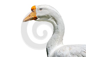 Domesticated grey goose, greylag goose or white goose portrait, isolated on white background