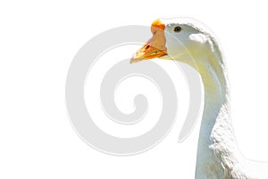 Domesticated grey goose, greylag goose or white goose portrait, isolated on white background