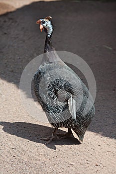 Domesticated guineafowl Numida meleagris f. domestica.