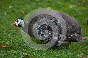 Domesticated guineafowl Numida meleagris f. domestica photo