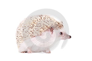 Domesticated hedgehog or African pygmy