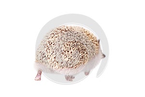 Domesticated hedgehog or African pygmy