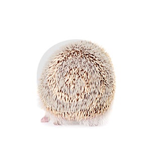 Domesticated hedgehog or African pygmy