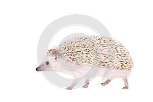 Domesticated hedgehog or African pygmy