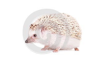 Domesticated hedgehog or African pygmy