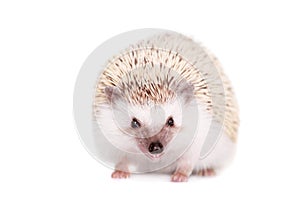 Domesticated hedgehog or African pygmy