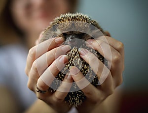 Domesticated hedgehog or African pygmy in hands