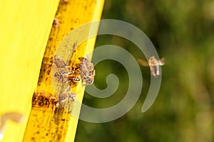 Domesticated honeybees in flight, returning to their apiary photo