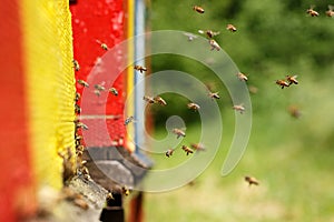 Domesticated honeybees returning to their apiary