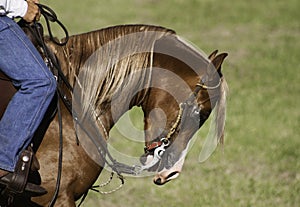 Domesticated horse during show photo