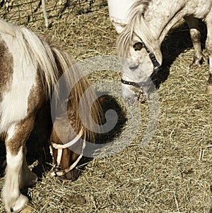 Domesticated horses in farmland photo