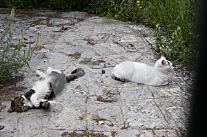 Domesticated nonpedigree cats moggies resting outdoor