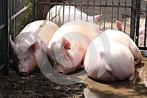 Domesticated pig sows laying in the dirt