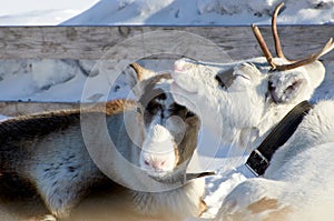 Domesticated reindeer in the far north of Eurasia in winter on snow in coral. Deer love