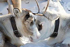 Domesticated reindeer in the far north of Eurasia in winter on snow in coral. Deer love