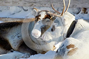 Domesticated reindeer in the far north of Eurasia in winter on snow in coral. Deer love