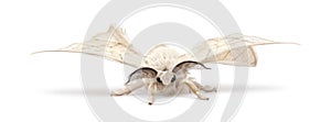 Domesticated Silkmoth, Bombyx mori