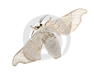 Domesticated Silkmoth, Bombyx mori