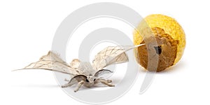 Domesticated Silkmoth next to own cocoon