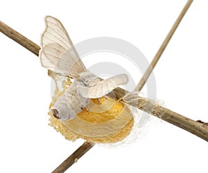 Domesticated Silkmoth next to own cocoon