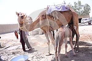 Domesticated single hump camel Camelus dromedarius with calf