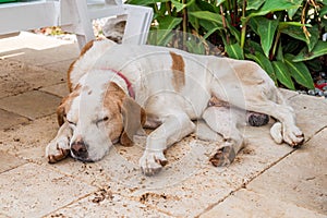 Domesticated stray dog sleeping in the garden