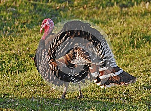 Domesticated Turkey photo